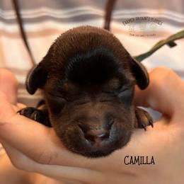 Camilla - Black female Schnoodle puppy in Sedalia, Missouri from Farmer Brown's Puppies