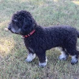 Milo - Silver male Whoodle puppy in Smallett, Missouri from Leshas Whoodles