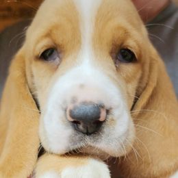 Male 3 - Red and white male Basset Hound puppy in Trade, Tennessee from TN Miniature Dachshunds & Basset Hounds