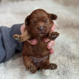 Maisy - Red  female Goldendoodle puppy in Wharton, Texas from Little Fur Friends