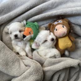Maltese Puppies from B&O Maltese