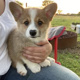 Pembroke Welsh Corgi Puppies from Twisted Little Corgis