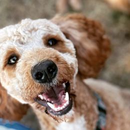 Hildy - Goldendoodle