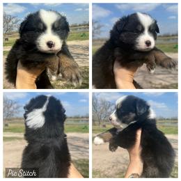 Girl 2 - Black tri-color female Australian Shepherd puppy in Iola, Texas from MK Aussies