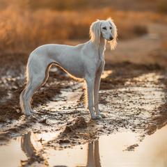 Salukis from Desertskye Salukis