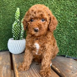 Eagle - Red  male Poodle puppy in Central, Arizona from Desert Valley Doodles