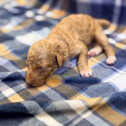 Boy2 - Apricot male Poodle puppy in Liberty, Texas from Poodles and Doodles Most Excellent Adventures
