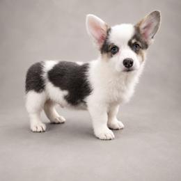 Zeke - Blue male Pembroke Welsh Corgi puppy in Charleroi, Pennsylvania from Twilight Hollow Corgis