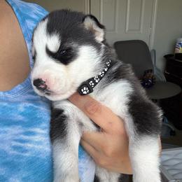 Boy 2 - Black and white male Siberian Husky puppy in Bakersfield, California from Lotus Husky Pack