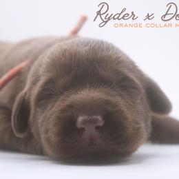 Boy 5 - Chocolate male Labrador Retriever puppy in Capron, Virginia from Triple Creek Kennel