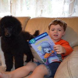 Standard Poodle Puppies from D and D Standard Poodles