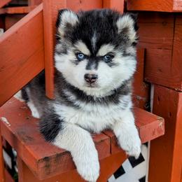 Edmund - Pomsky puppy from Chi-Town Pomsky