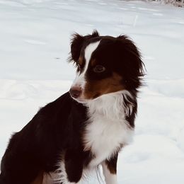 Palmer  - Miniature Australian Shepherd