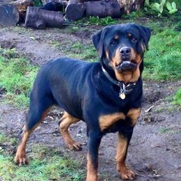 Lexi - Rottweiler