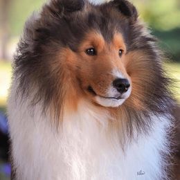 Shetland Sheepdogs from Orion Shelties