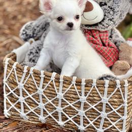 Duke - Cream and white male Chihuahua puppy in Oviedo, Florida from ROYALCHIHUAHUAPUPPY