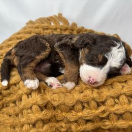 Bingo - Tri-color female Bernedoodle puppy in Alpharetta, Georgia from Doodles of Buckhead
