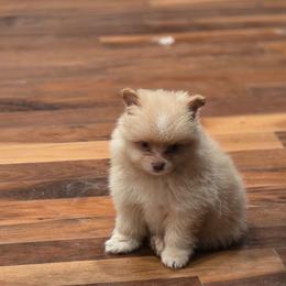 Custard - Beaver male Pomeranian puppy in El Centro, California from BabyBooPoms