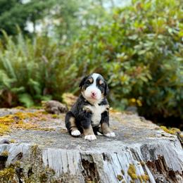 Zatanna (Black Collar) - Black rust and white female Bernese Mountain Dog puppy in Stanwood, Washington from Butter Cup Pups and Paws