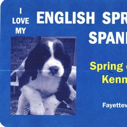 English Springer Spaniel All Grown Up from Spring of Joy Kennel