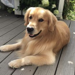 Golden Retrievers from Cheshire Goldens