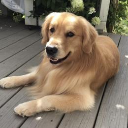 Golden Retrievers from Cheshire Goldens