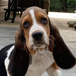 Basset Hounds and Dachshunds from High Hill Hounds