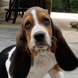 Basset Hounds and Dachshunds from High Hill Hounds