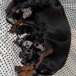 Dachshund Puppies from Wonderland Weenies