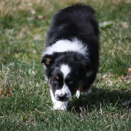 Australian Shepherd Puppies from Flying L Aussies