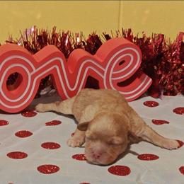 Fuzzby - Red female Cavapoo puppy in Dallas, Texas from Halo's Heroes Doodles