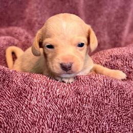 Sullivan - Red male Dachshund puppy in Industry, Illinois from KDKs Kennels