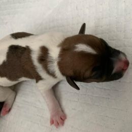 Tan and White body markings - Tan and white Jack Russell Terrier puppy in Emmett, Idaho from Marvel Lane Jack Russell Terriers