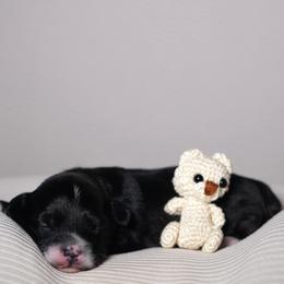 Winter (Blue Collar) - Parti male Yorkshire Terrier puppy in Las Vegas, Nevada from Plush Toy Poodle Puppies & Pals