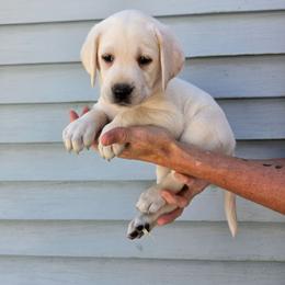 Betsy - Yellow female Labrador Retriever puppy in Middleburg, Pennsylvania from Countrylanes labs