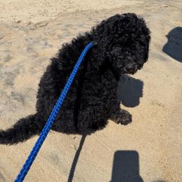 George Washington - Black male Poodle puppy in Fairfield, North Carolina from Leaning T Ranch