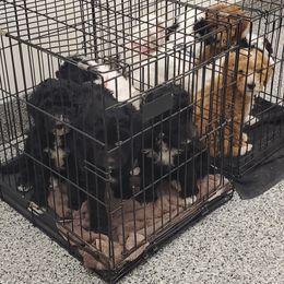 Goldendoodle Puppies from So Fetch Doodles