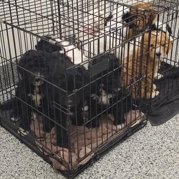 Goldendoodle Puppies from So Fetch Doodles