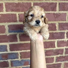 Rudy - Golden male Cockapoo puppy in Mobile, Alabama from Ace of Spades Yorkies