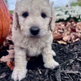 Aussiedoodle Puppies from Crabtree Farm Doodles