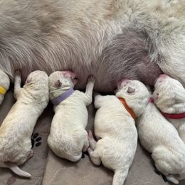 Boy 1 - White male German Shepherd puppy in Camarillo, California from Robert's White German Shepherds