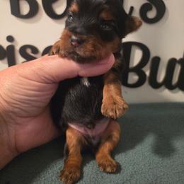 Echo - Black and tan male Yorkshire Terrier puppy in Clermont, Florida from Bella's Prissy Butts