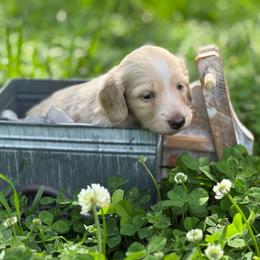 Clear cream 2650 - Cream male Dachshund puppy in Nashville, Arkansas from Whisenhunt Farms