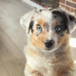 Australian Shepherd Puppies from Caramel Bliss Aussies - NJ NYC