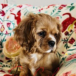 Cavalier King Charles Spaniel Puppies from Sasse Cavaliers