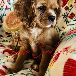 Cavalier King Charles Spaniel Puppies from Sasse Cavaliers