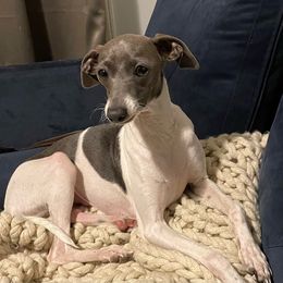 George - Italian Greyhound