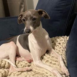 George - Italian Greyhound