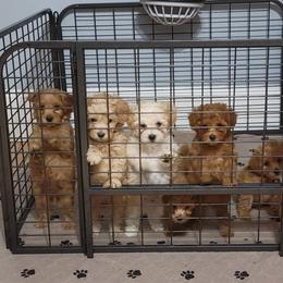 "We want to come out and play!" Maltipoo Puppies from Snow Pond Farm