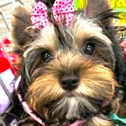 Yorkshire Terrier puppies from Ja'Dor Yorkies
